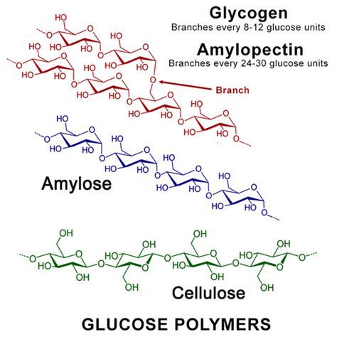 On the Importance of Being a Polymer | Meer