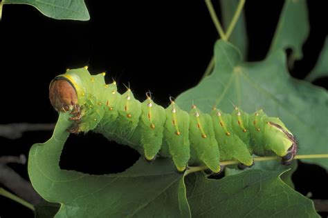 What Plants Do Caterpillars Eat?