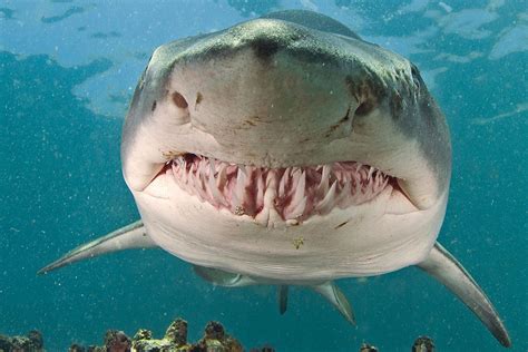 Sand Shark Teeth Fossils For Sale | Fossils UK.com | British