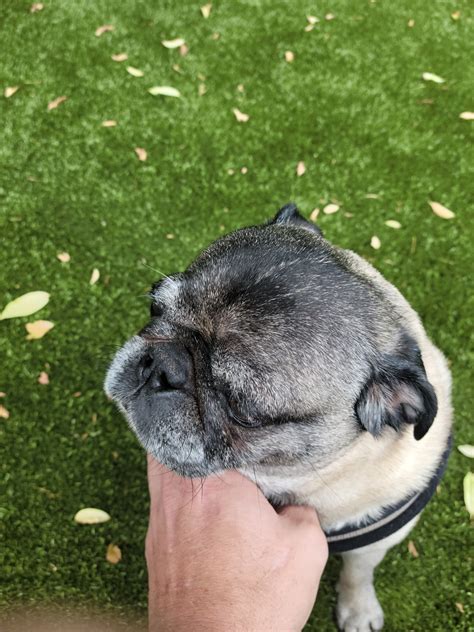 Diamond Hill Animal Hospital