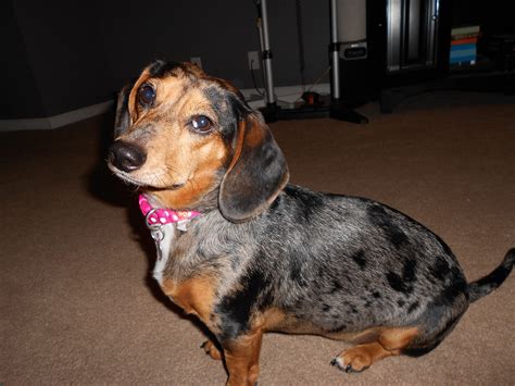 Beagle Dachshund Mix