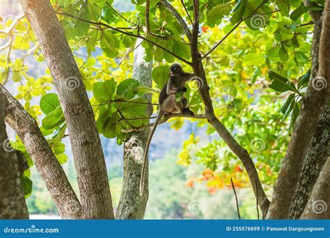 Dusky Leaf Langur Monkey Trachypithecus Obscurus Hang and Eat Green ...