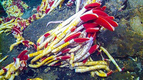 How giant tubeworms survive on deep-sea hydrothermal vents - Earth.com