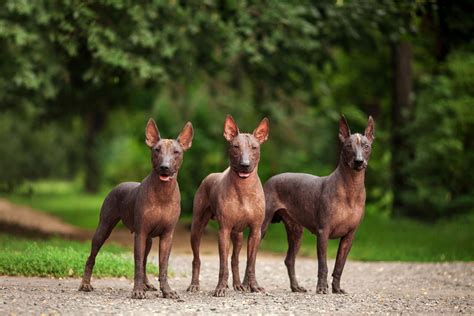 Xoloitzcuintli Dog: Traits, Care & Breed Guide