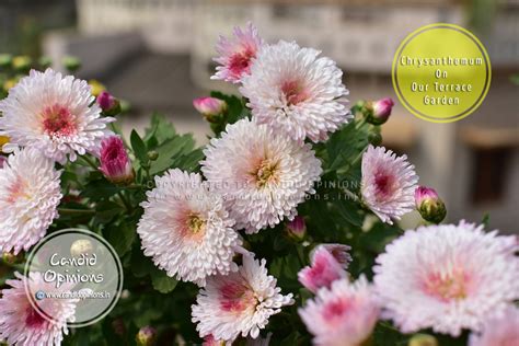 Photo Story 18: Chrysanthemums On our Terrace Garden | Candid Opinions