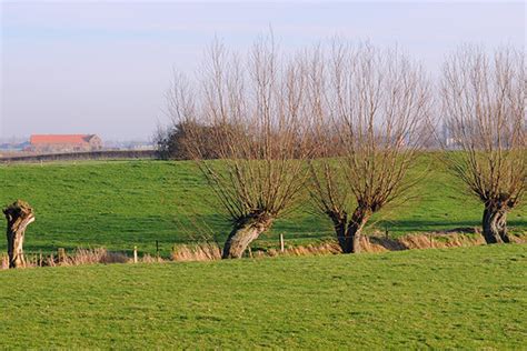 Image result for Pollarding