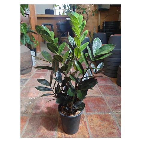 Zamioculcas zamifolia 'Raven' | Seeding