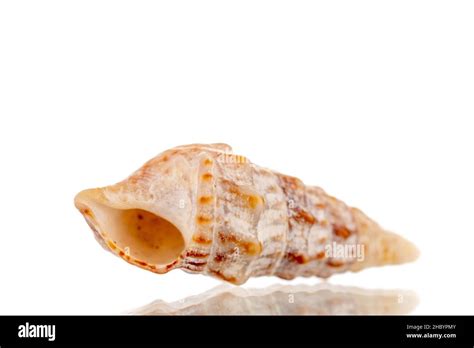 Image result for One Shell