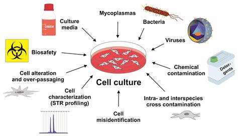 A Beginner’s Guide to Cell Culture: Practical Advice for Preventing ...