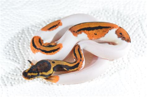 Image result for Pumpkin Pie Ball Python