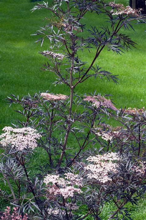 SAMBUCUS NIGRA LACED UP / LACED UP® ELDERBERRY – Diggin it Nursery