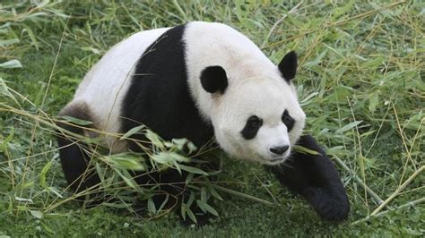 China abrirá el primer hotel temático del oso panda del mundo