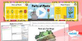 Science: Plants: Terrific Trees Year 1 Lesson Pack 4