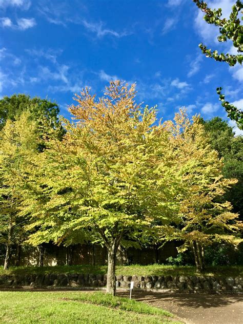 戸川公園のカツラの木 | monologs