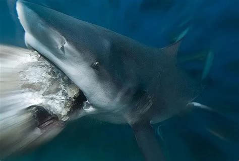 世界上三大可怕的鲨鱼 大白鲨是最恐怖的鲨鱼_探秘志