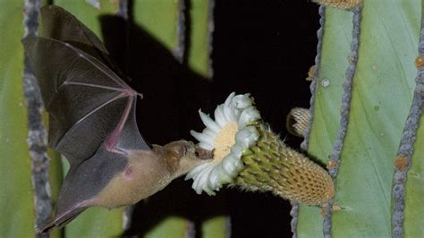 Image result for Bat Pollination