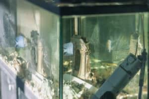 Image result for Softshell Turtle Tank