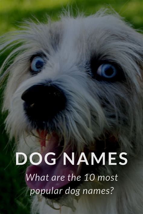 Image result for Most Common Dog Names