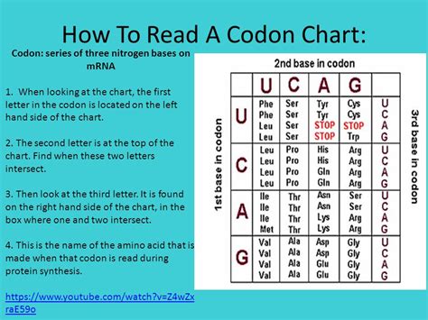Image result for Codon Chart Reading