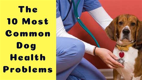 Common Dog Problems 的图像结果