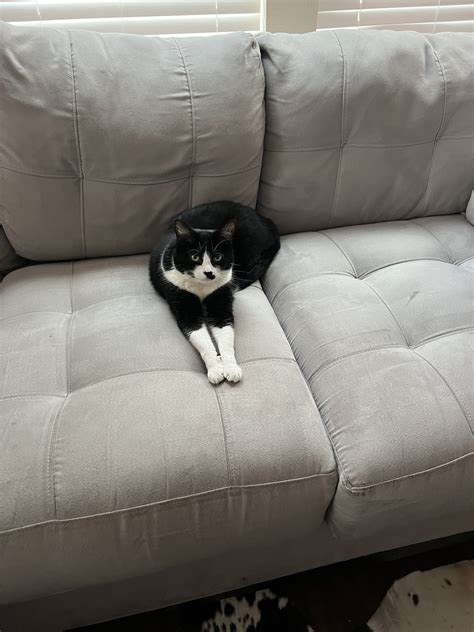 TW Pornstars - Laura Lux 🦖🪐. Twitter. ZZ top - legs. 12:59 AM - 28 Aug 2022