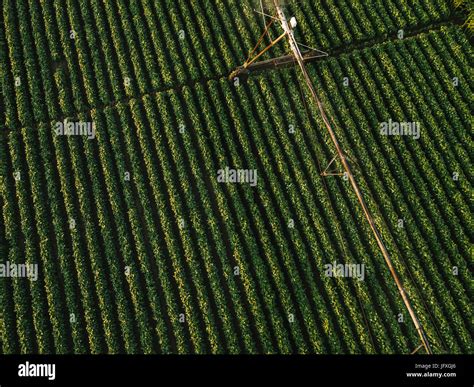 Aerial view of irrigation equipment watering green soybean crops field ...