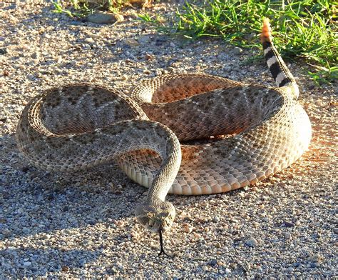 Diamondback Rattlesnake Territory at Alan Burke blog