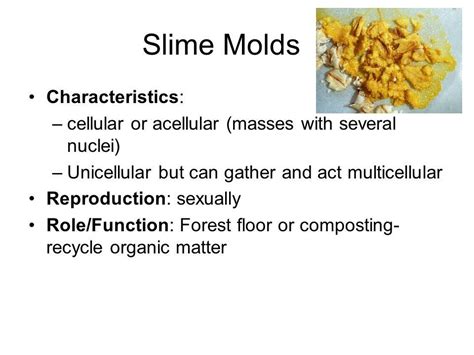 difference between acellular and cellular slime molds - Brainly.in