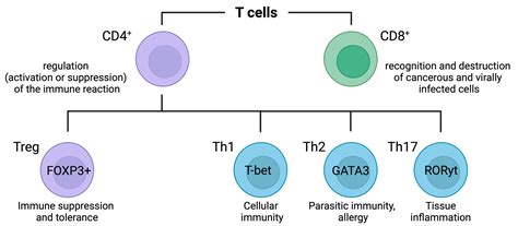 Unraveling the Role of Reactive Oxygen Species in T Lymphocyte Signaling
