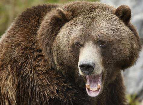 Endangered grizzly bear | Page 24 | The Times of India