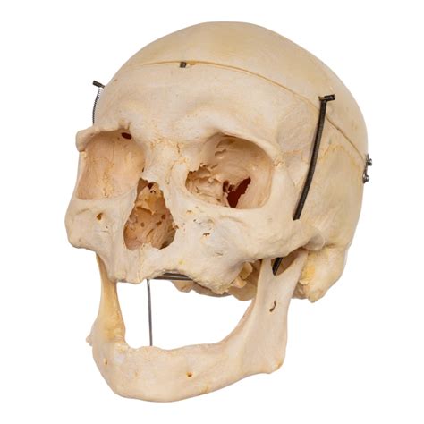 Real Human Skulls for sale - Ancient Hunt Shop