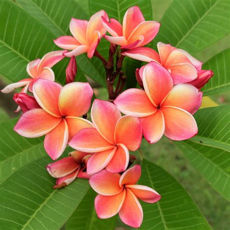 Top 8 Must-Have Tropical Plants-facile à cultiver des bulbes | Hi-Tech
