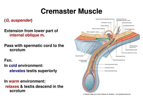 Image result for Cremasteric Muscle Contraction