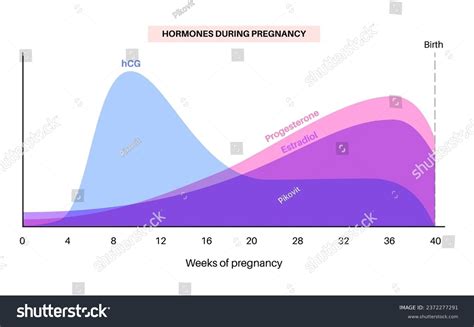 Estrogen Levels In Pregnancy Chart
