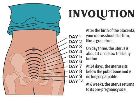 Involution: How Your Uterus Transforms After Birth