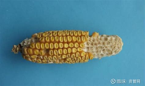 全面了解玉米，本文足够了 1.玉米基础知识 1.1.玉米起源 （1）玉米又称玉蜀黍，属于禾本科。玉米起源于美洲大陆，其祖先是野生植物——大刍草 ...