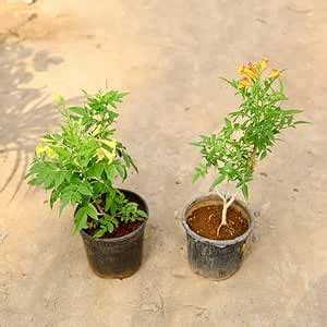 Mphmi Seedless Plant Indoor Plants Tabebuia Rosea - Pink trumpet tree ...