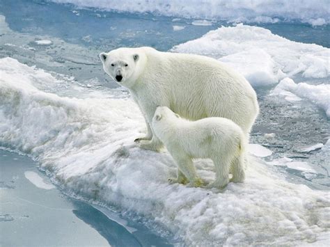 世界上最冷的工作——在北极寻北极熊的踪迹