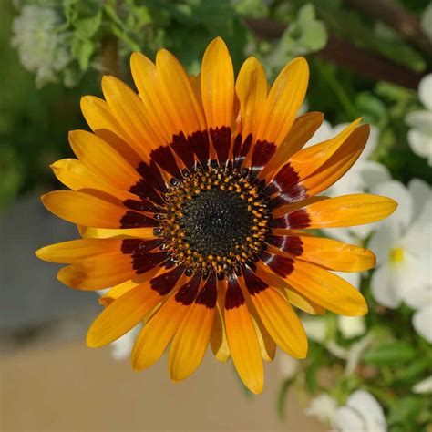 Venidium Orange Flower Seeds – Vedonic