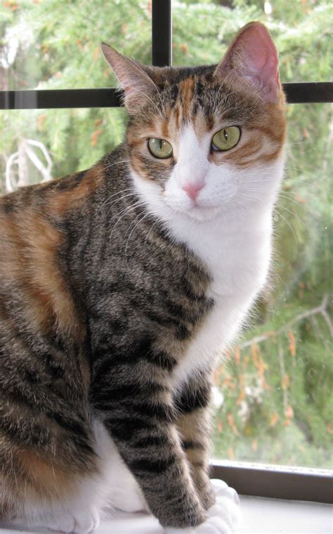 Calico Tabby Cat Mix
