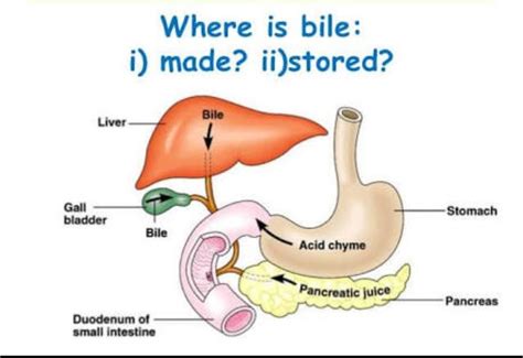 what is bile?where in the body is it produce and stored? - Brainly.in