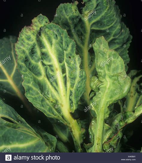 Mosaic Virus Stock Photos & Mosaic Virus Stock Images - Alamy