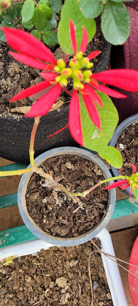 IFFCO URBAN GARDENS - Nutri Rich Seaweed Fortified Vermicompost For ...