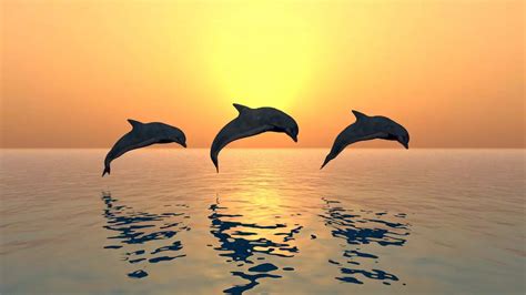 Plan A Trip With Your Kids To These Places In India To Spot Dolphins ...
