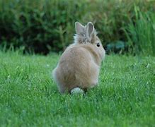 Image result for Rabbit Yelling