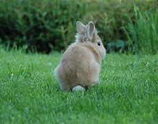 Image result for Ugly Rabbit Cartoon