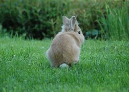 Image result for Primitive Rabbit