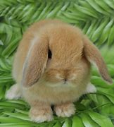 Image result for Holland Lop Pictures