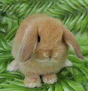 Image result for White Holland Lop Rabbit