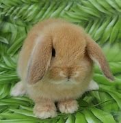 Image result for Dutch Lop Rabbit